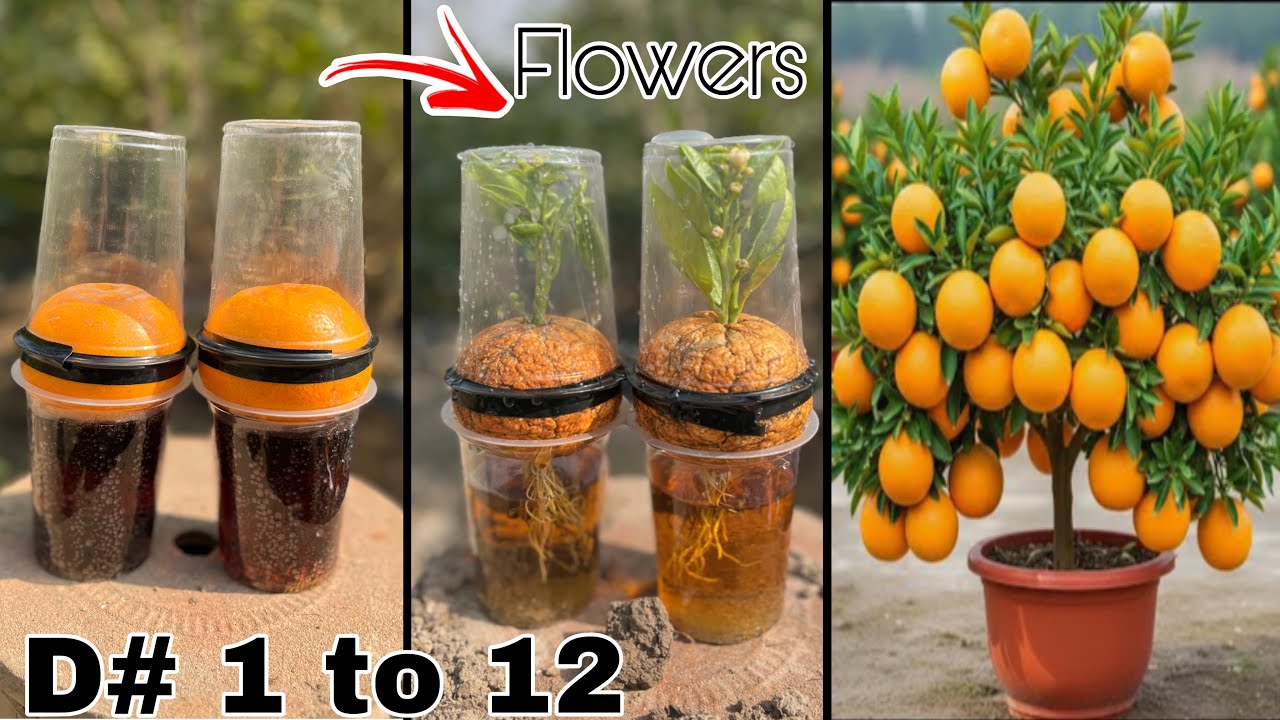 I Grew an Orange Plant from an Orange Using Turmeric & Pepsi | Amazing Experiment