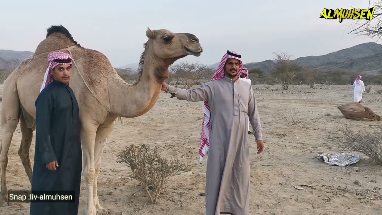 سلالة الجنيات زيارة المؤرخ  عبدالعزيز الوذيناني والمهتم بسلالات البل لحاتم القرح ناير  القارحي