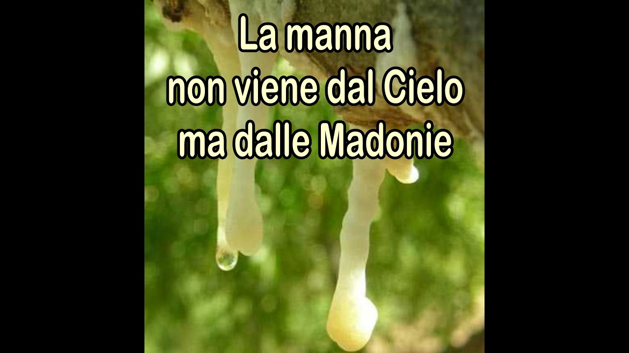La Manna non viene dal Cielo ma dalle Madonie