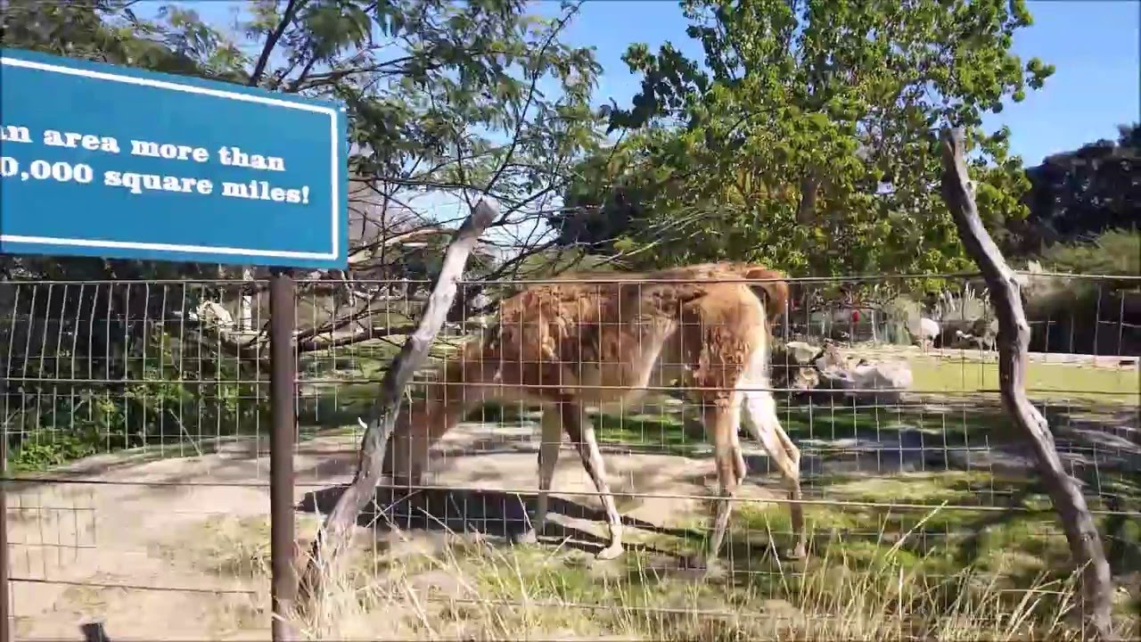 Santa Ana Zoo Train 2016