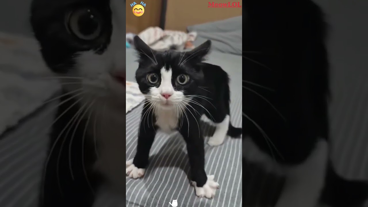 Funny Grumpy Kittens Moments | Funny Cats