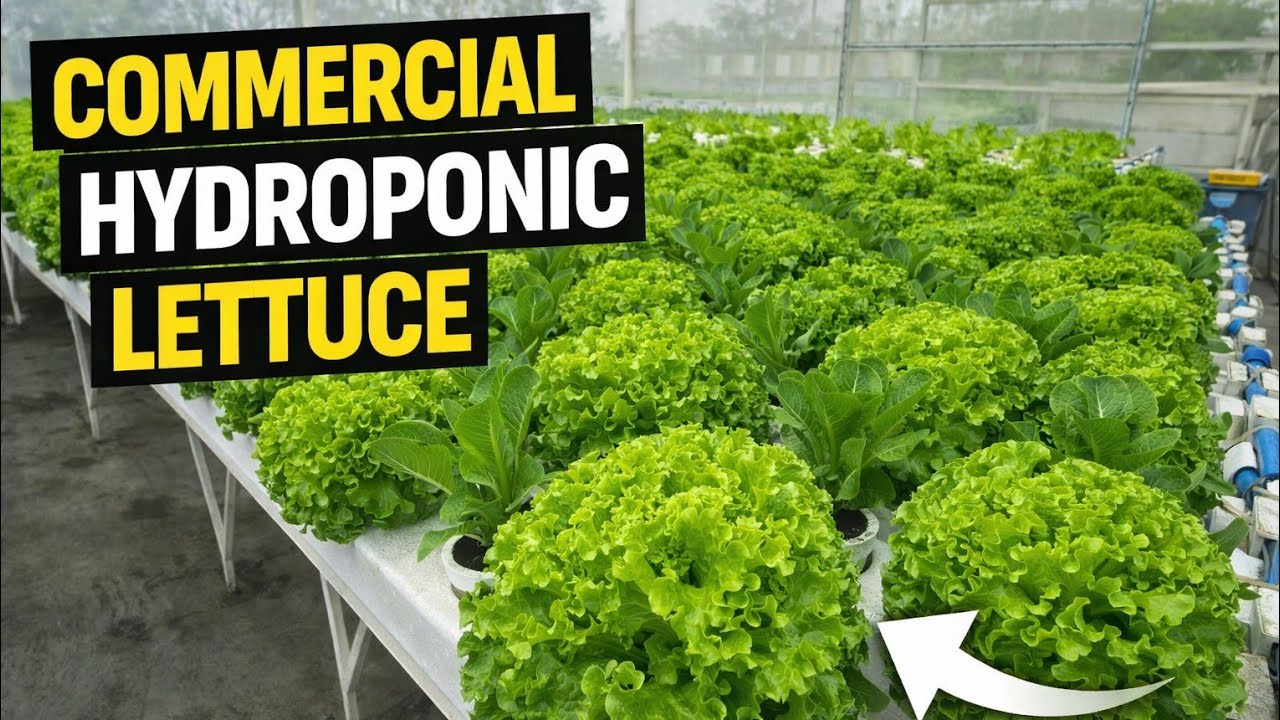 Commercial Hydroponic Lettuce Growing Inside a Greenhouse | Full NFT System Tour (Philippines)