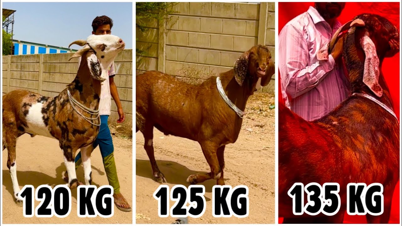 Mannat Goat Farm Ahmedabad | Upto 135 KG Big Khassi Goats