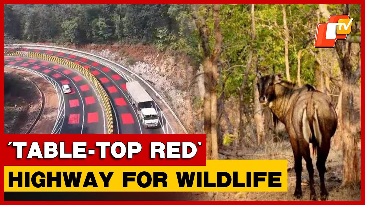NHAI Unveils India's First 'Red Road' For Wildlife Safety In MP Tiger Reserve