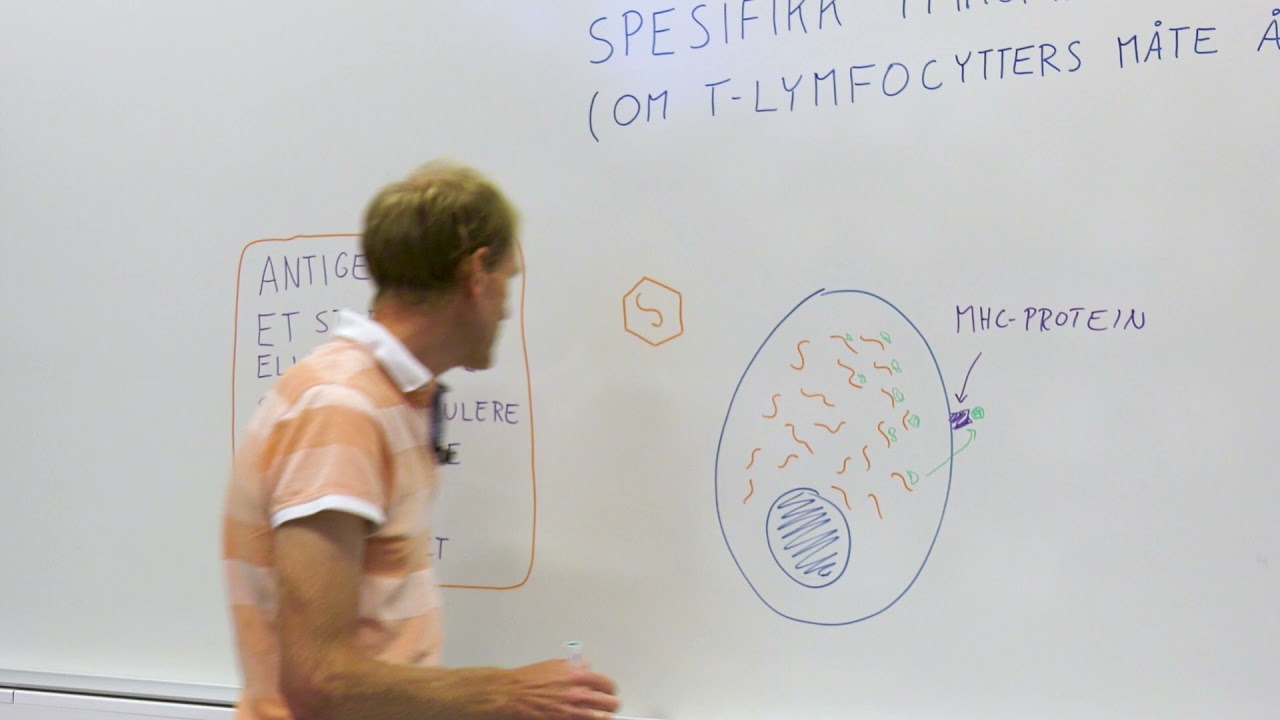 Spesifikk immunreaksjon – del 2