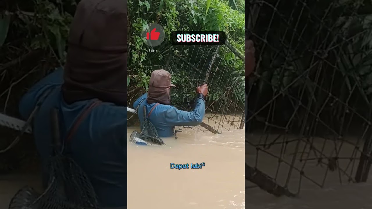 Labi labi masuk perangkap 