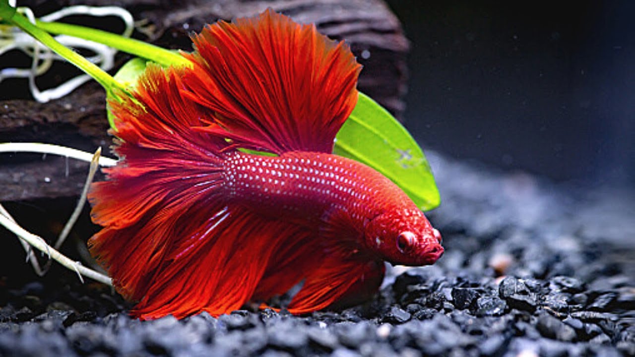 Como brincar com seu peixe betta