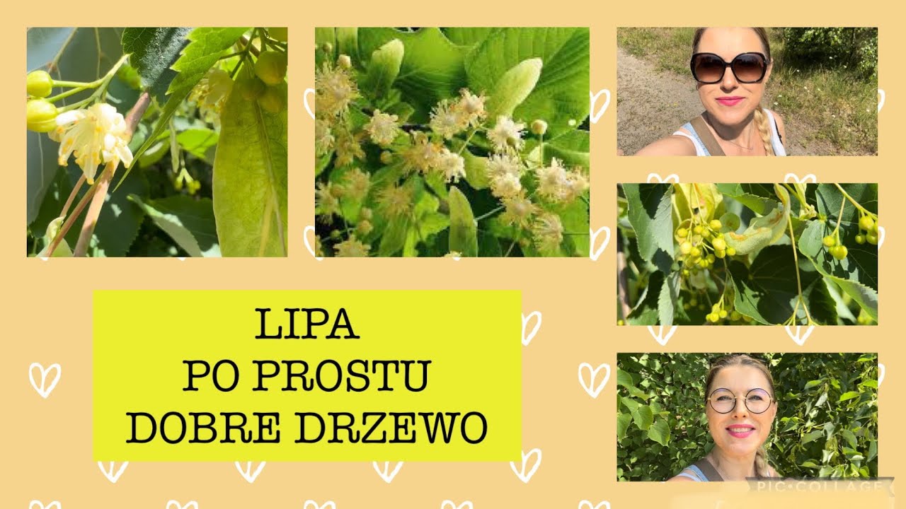 Lipa- w czym może pom&oacute;c, co z niej zrobić, jak i kiedy zbierać? 😍🌳🌼