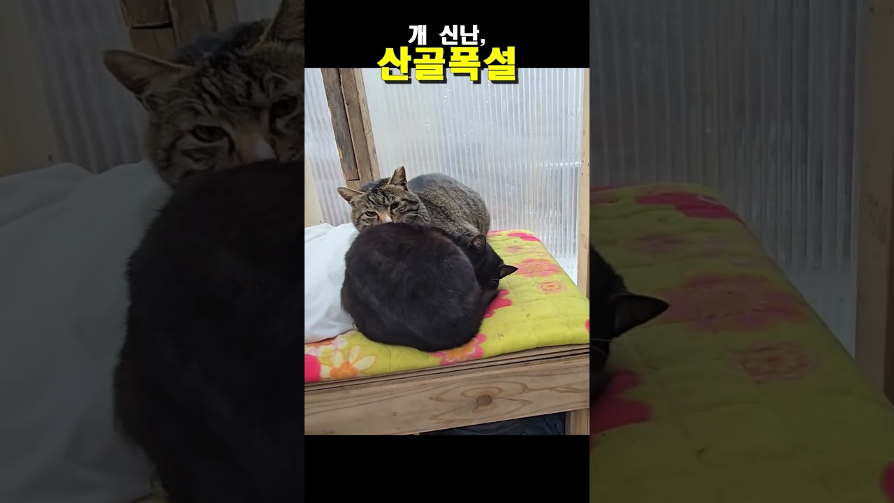 개신난,산골폭설