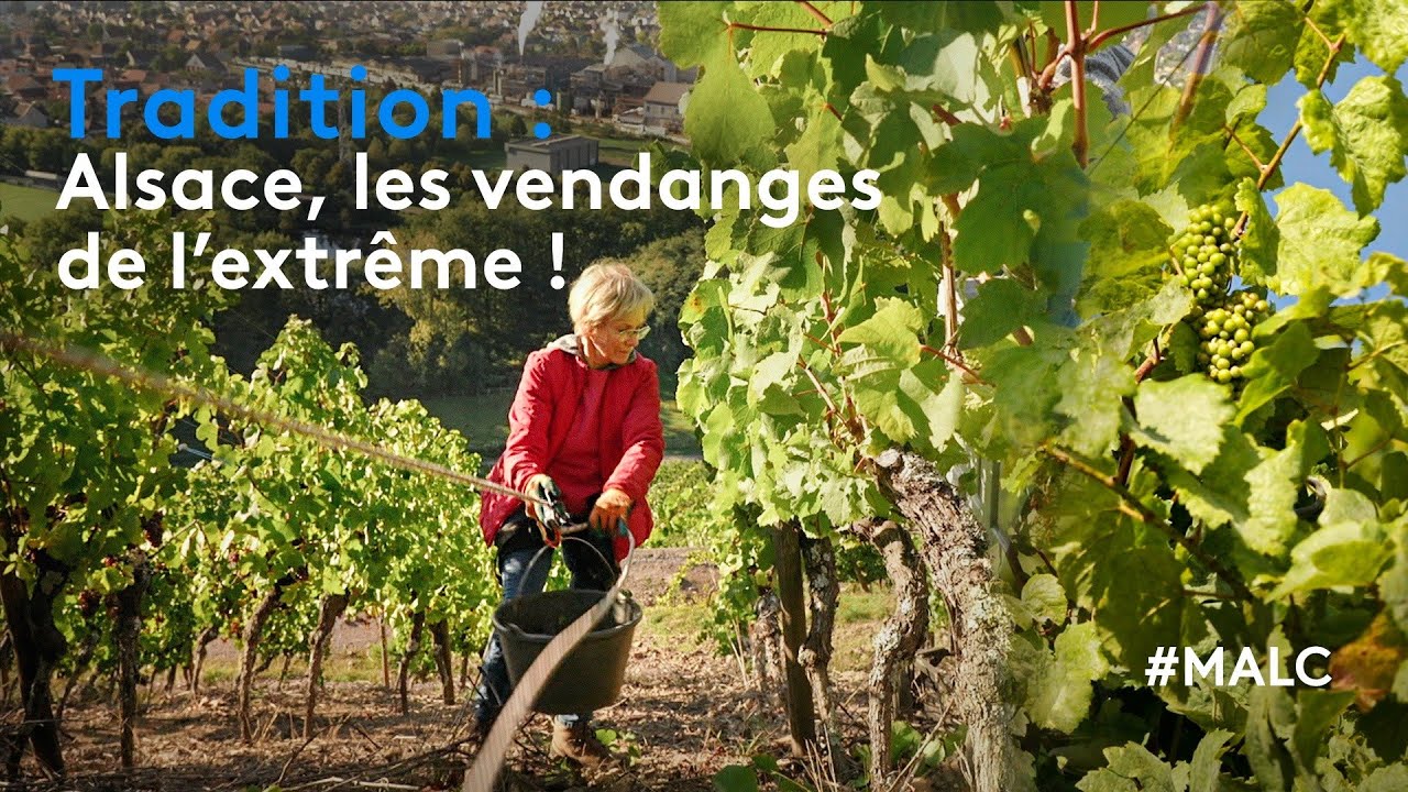Tradition : Alsace, les vendanges de l'extrême !