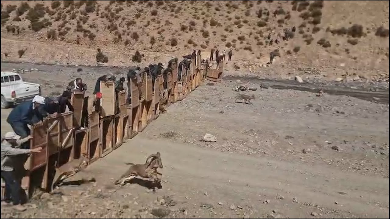 الوكالة الوطنية للمياه والغابات تطلق غزال الأروي بالأطلس الكبير الشرقي للحفاظ على الحياة البرية
