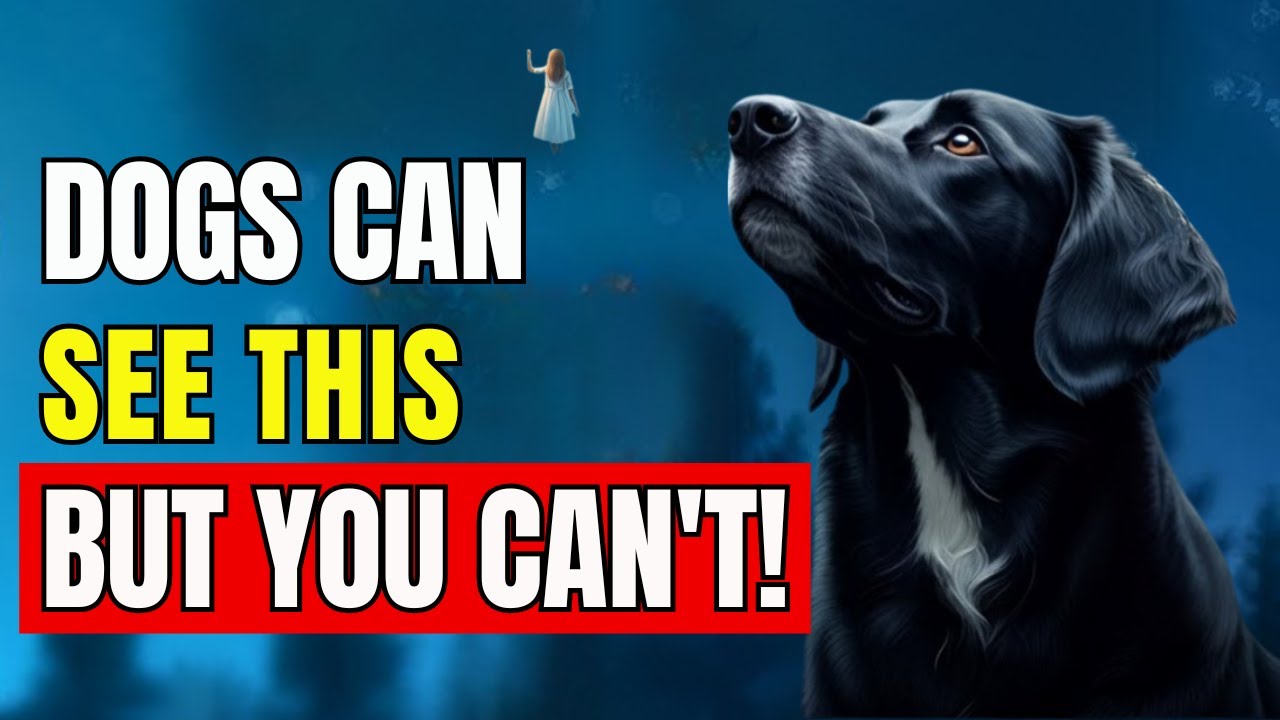 9 Things your dog can see and hear but you CANNOT | The spirituality of animals