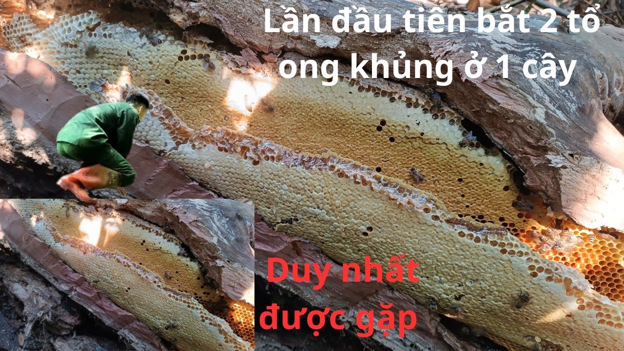 Lần Đầu Tiên Bắt 2 Tổ Ong Khủng Ở 1 Cây Mật Đủ Vác|SÁM ONG RỪNG