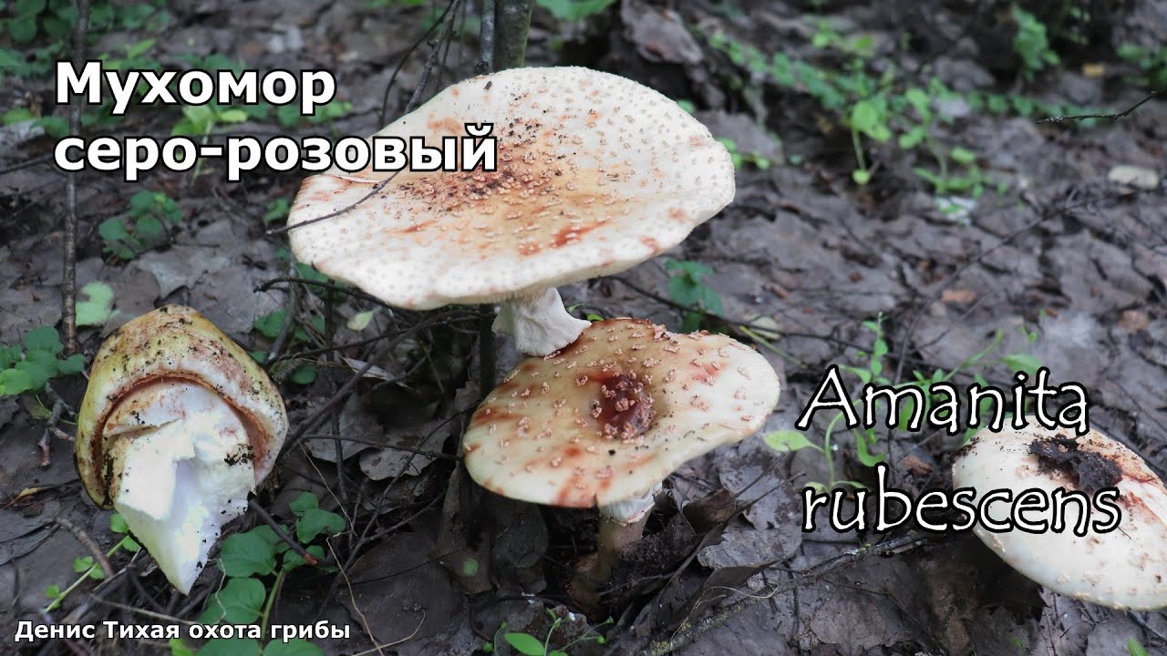 Мухомор серо-розовый - съедобный мухомор | Amanita rubescens