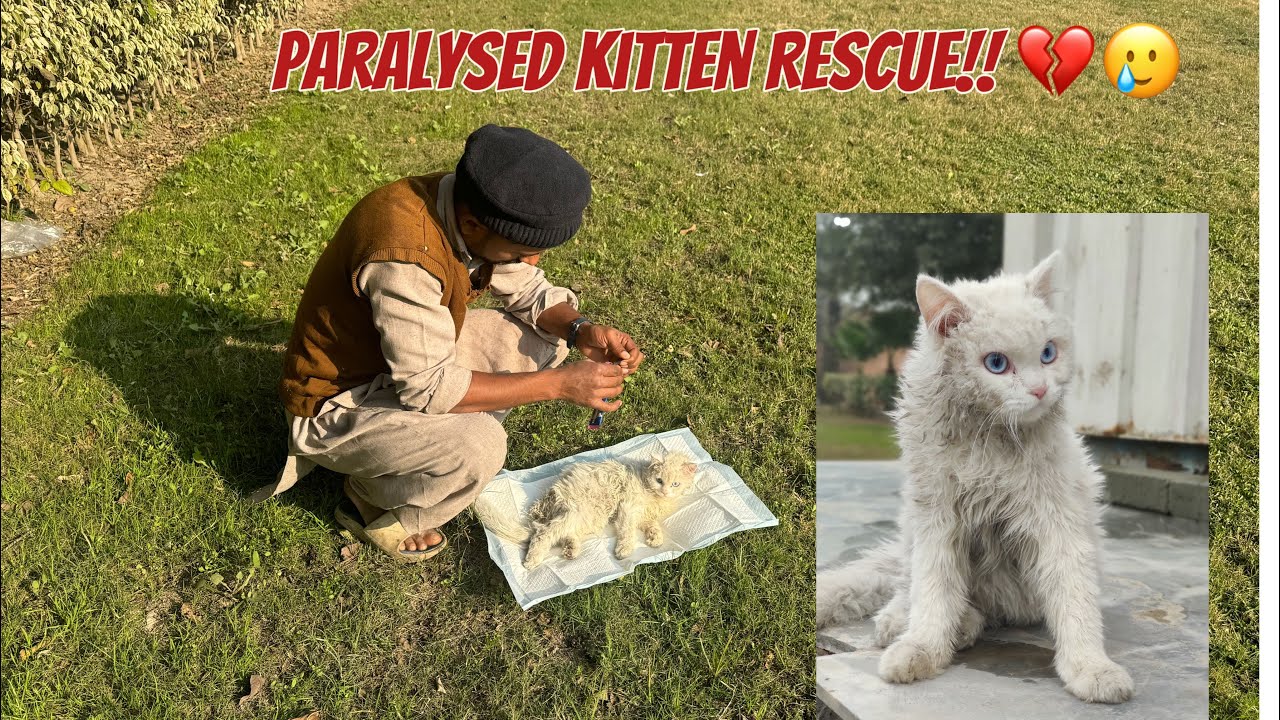 Paralysed kitten rescue from road update!! 💔 The Crazy Cats Project
