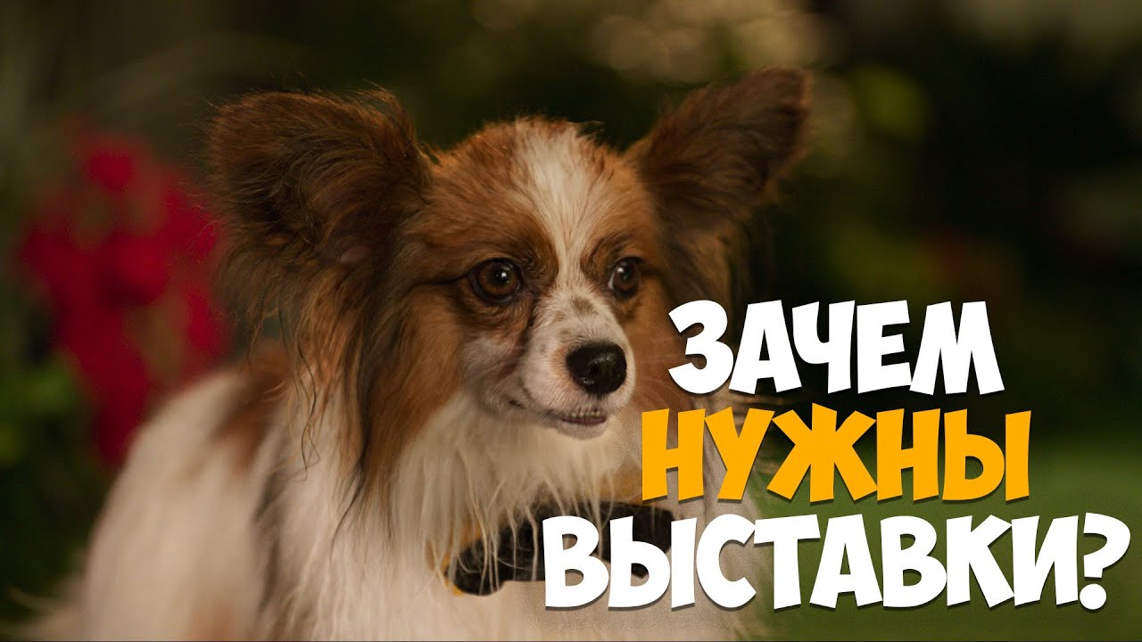 Зачем нужны выставки собак?