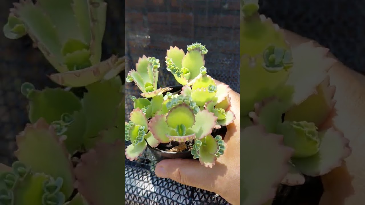 Pensa em uma plantinha prolífica! As  kalanchoes !!!🪴🥰❤️