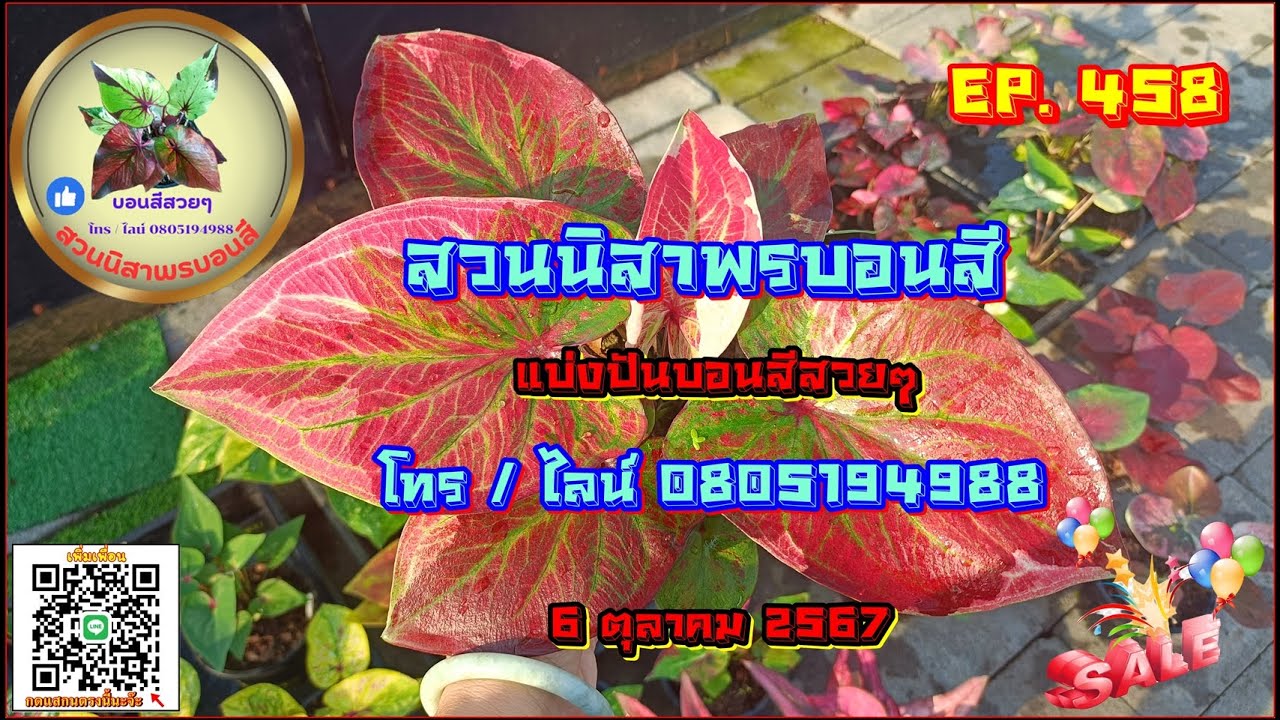🔴 สวนนิสาพรบอนสี EP 458 🔴 แบ่งปันบอนสีสวยๆ ด่างป้าย 6 ต.ค. 67 โทร / ไลน์ 0805194988