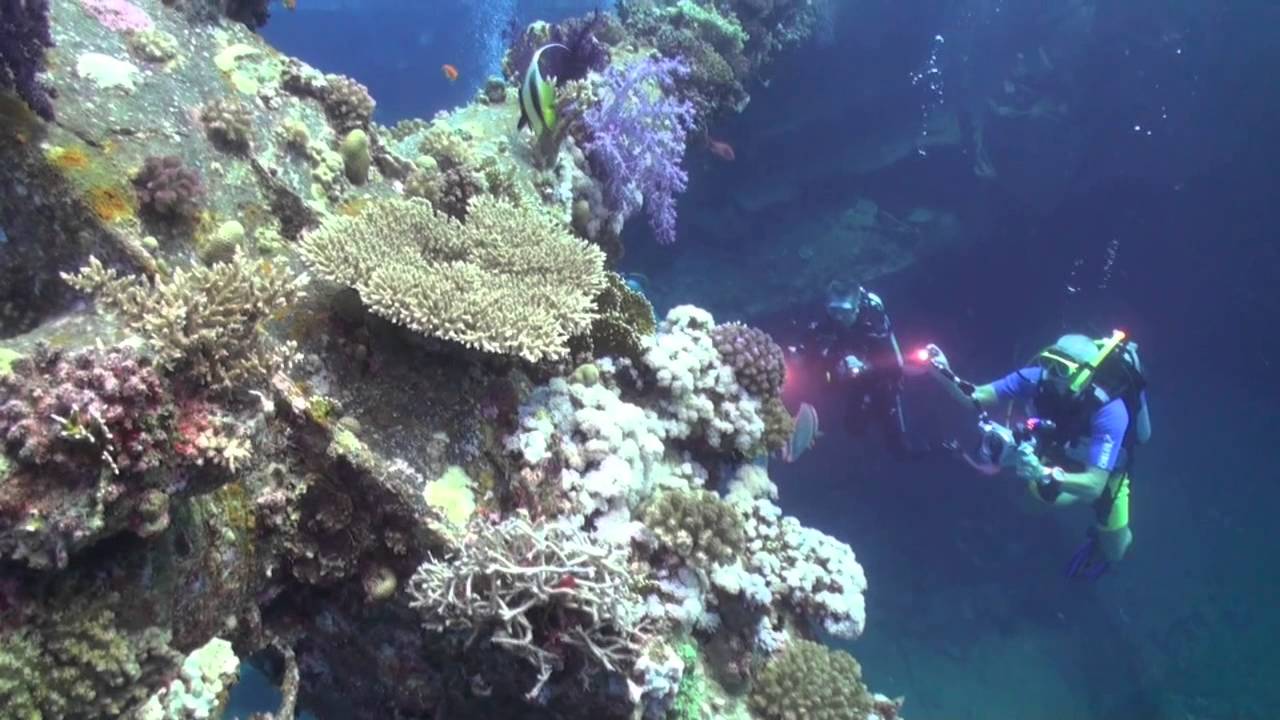 Sharks Bay Freedom III Liveaboard
