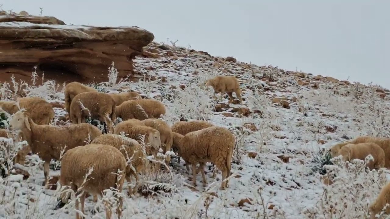 Algeria @ snow 