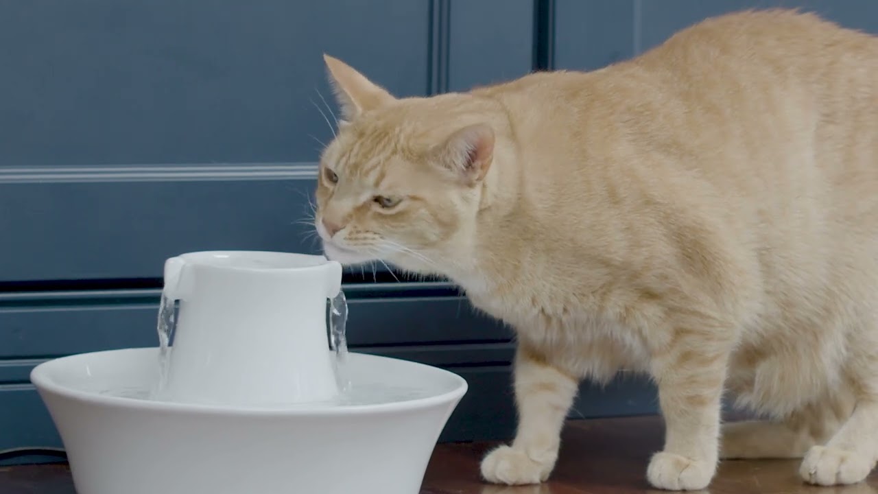 PetSafe® How to Assemble and Clean the Drinkwell® Avalon Pet Fountain