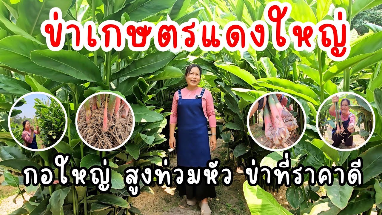 ข่าเกษตรแดงใหญ่ ปลูกง่ายกอใหญ่ กอสูง ข่าที่ราคาดีที่จ.สกลนคร
