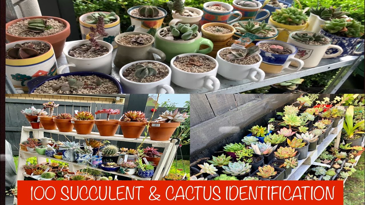 100 SUCCULENT AND CACTUS IDENTIFICATION |  Scientific Names with Pictures
