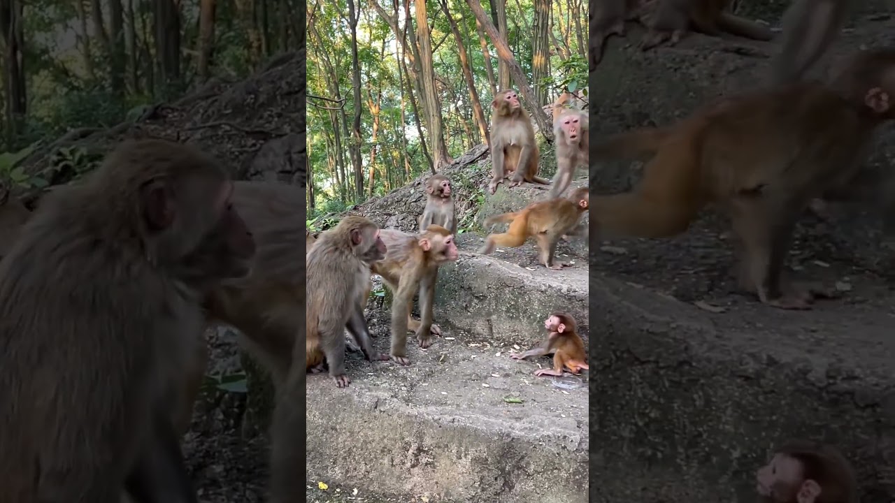 They Surrounded and Attacked the Baby Monkey! 😱🐒 #babymonkey #wildlife