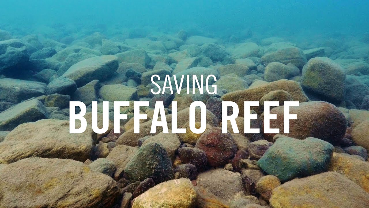Saving Buffalo Reef