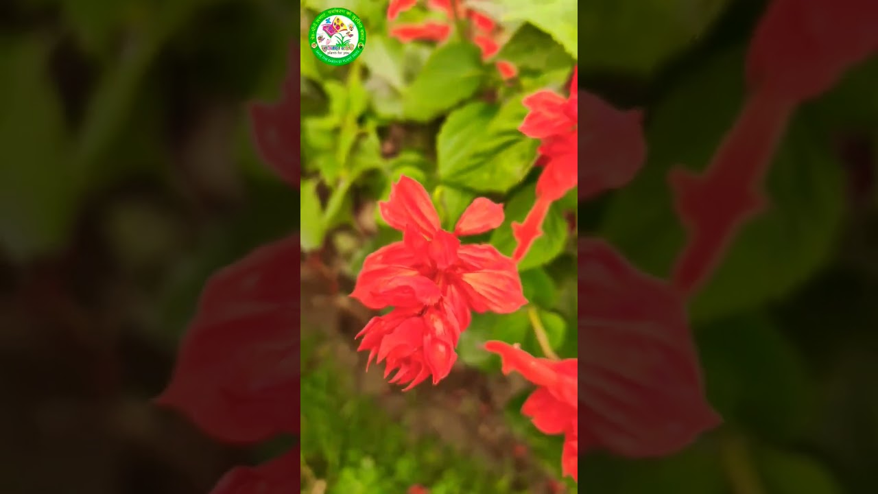 salvia plant seed in flower #salvia #redflower