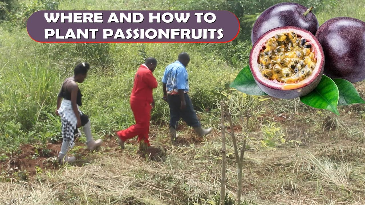 CHOOSING A GOOD SITE FOR PASSION FRUIT FARMING