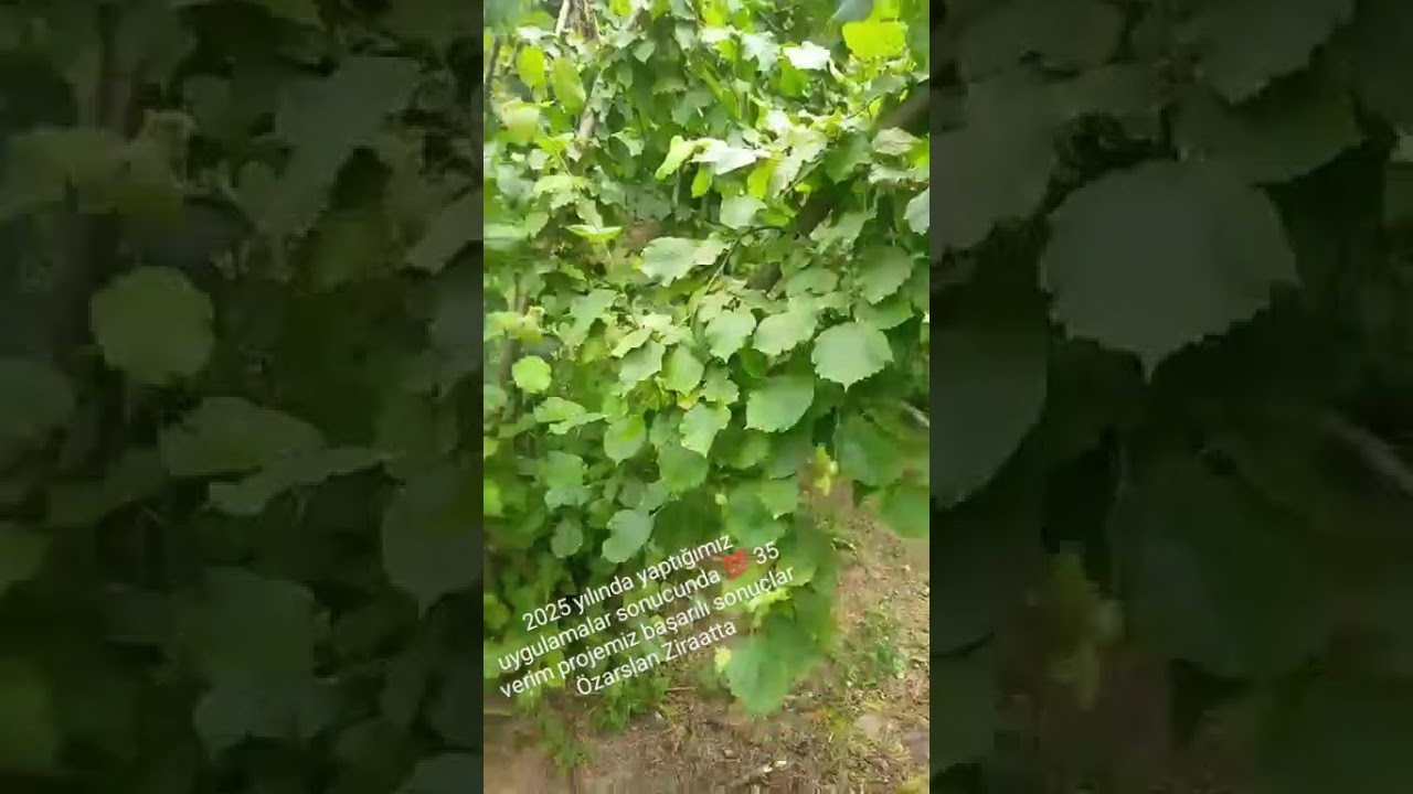 Yapılan uygulamalar fındıkta teknik budama eğitmeni Özarslan Ziraat proje çalışmalarımız sürüyor 