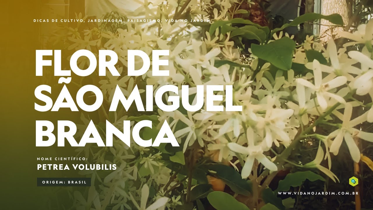 VOC&Ecirc; j&aacute; viu a FLOR DE S&Atilde;O MIGUEL na cor branca?