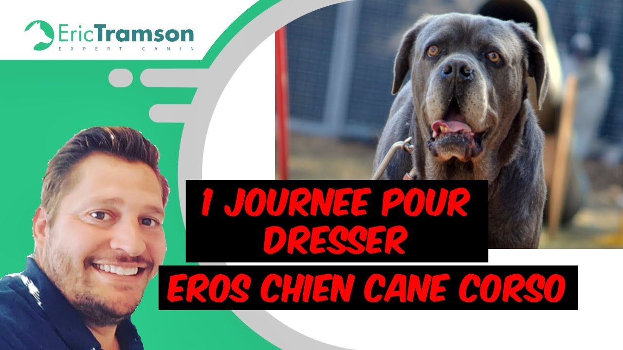 (Marseille) Une journée pour dresser Eros, le Cane Corso bagarreur avec les chiens et Narkos
