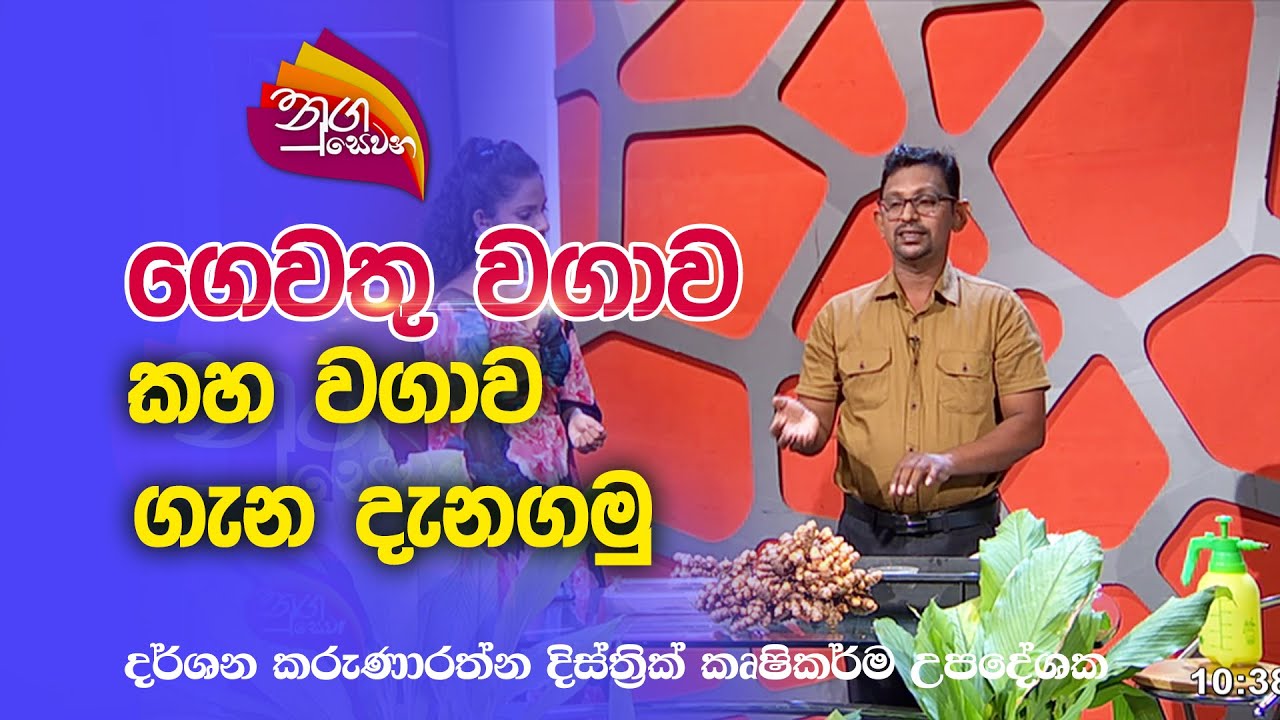 Nugasewana | ගෙවතු වගාව - කහ  වගාව  ගැන දැනගමු | 2023-01-02 |Rupavahini