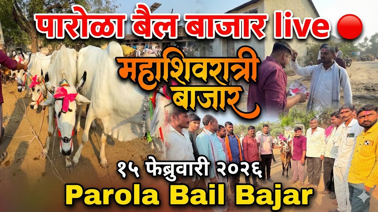पारोळा बैल बाजार live 🔴 15 फेब्रुवारी 2026 || Parola Bail Bajar #बैलबाजारमहाराष्ट्रचा 