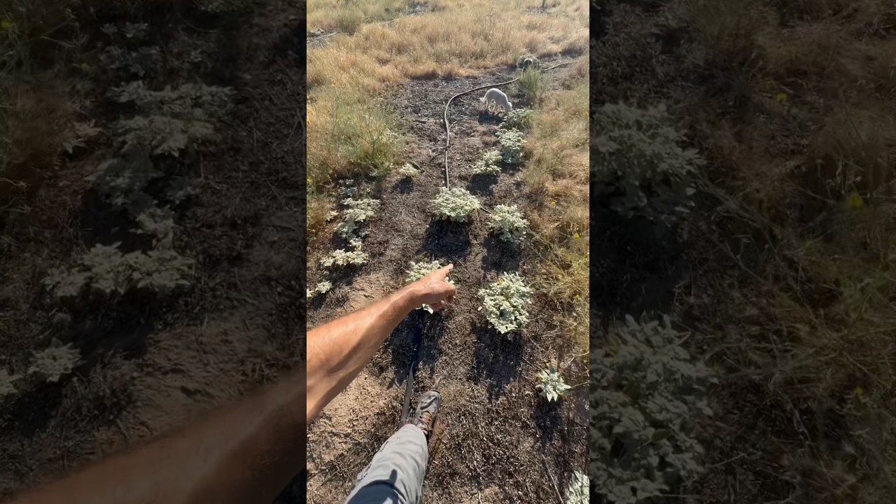 Native dove weed VS. herbicide