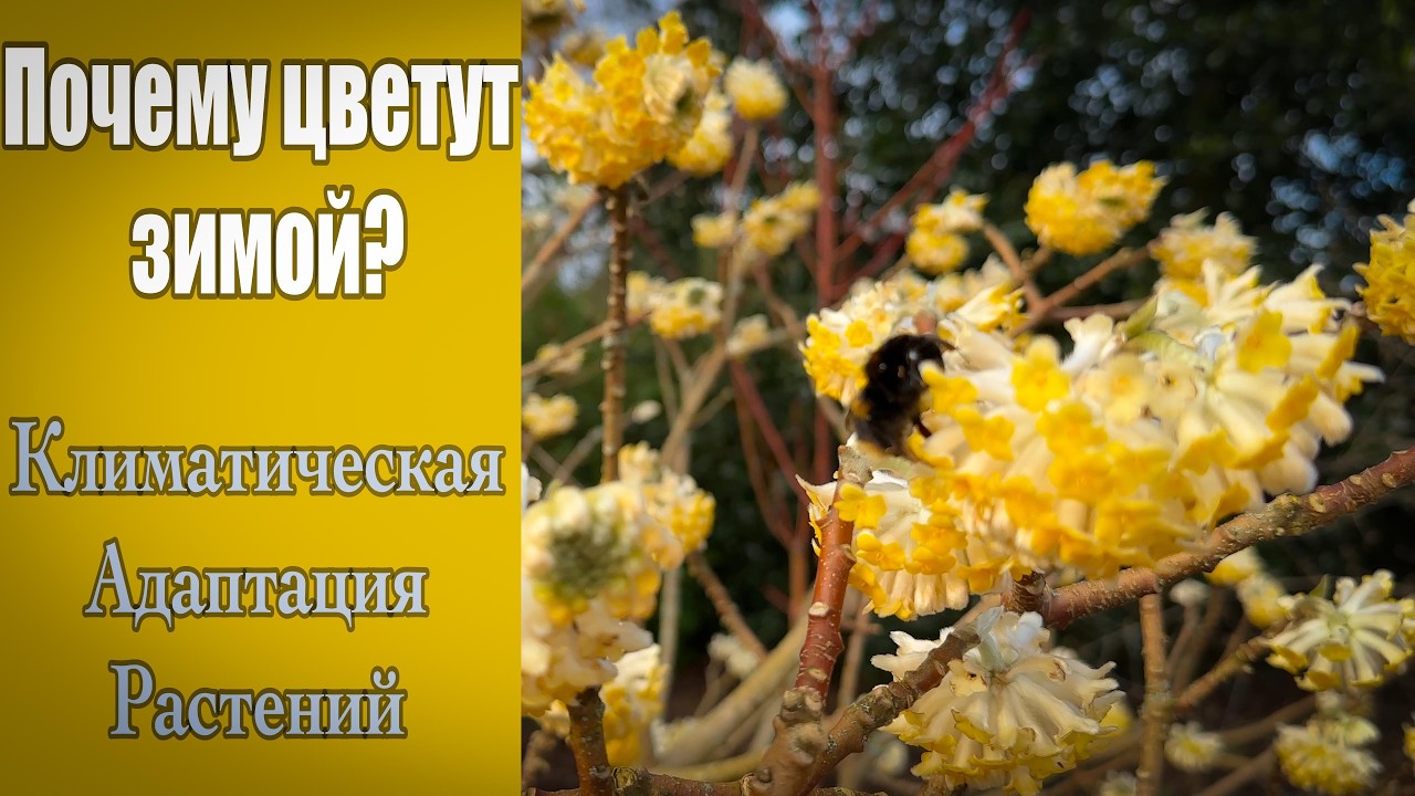 Vlog 606 - Зимнее цветение: как растения адаптируются к климату в Англии