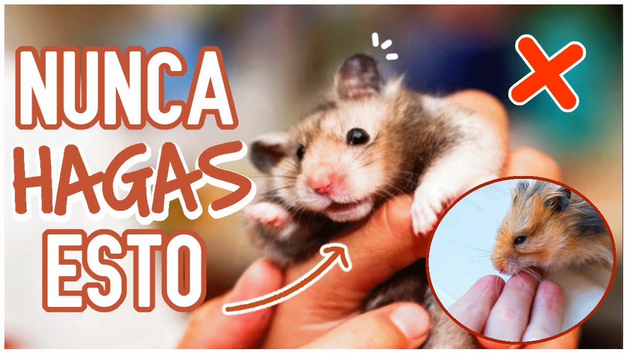 Porque MUERDE mi HAMSTER y COMO hacer para que NO MUERDA