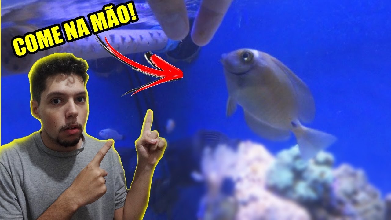 PEIXE NACIONAL no MEU AQUÁRIO MARINHO!