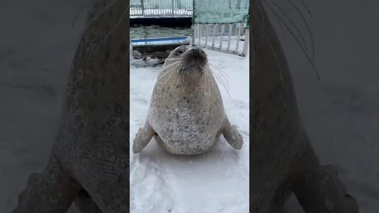 Perbedaan Anjing Laut dan Singa Laut 🧐