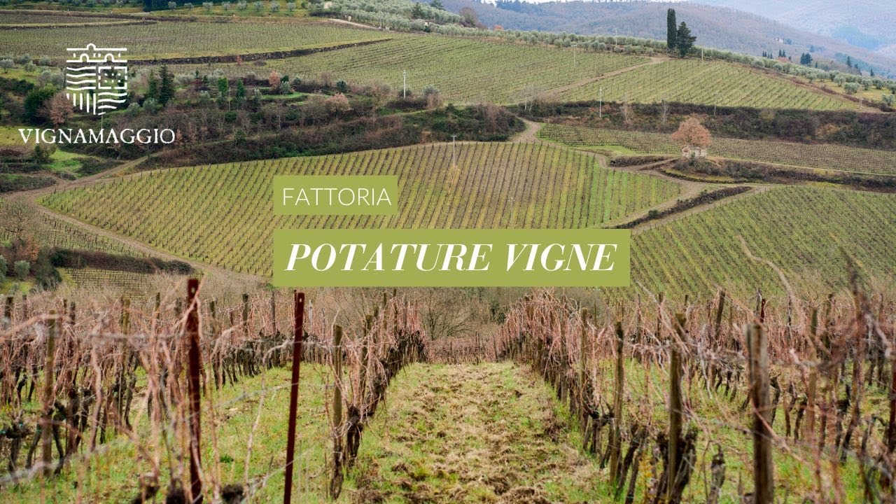 🍇Potature vigne 2026