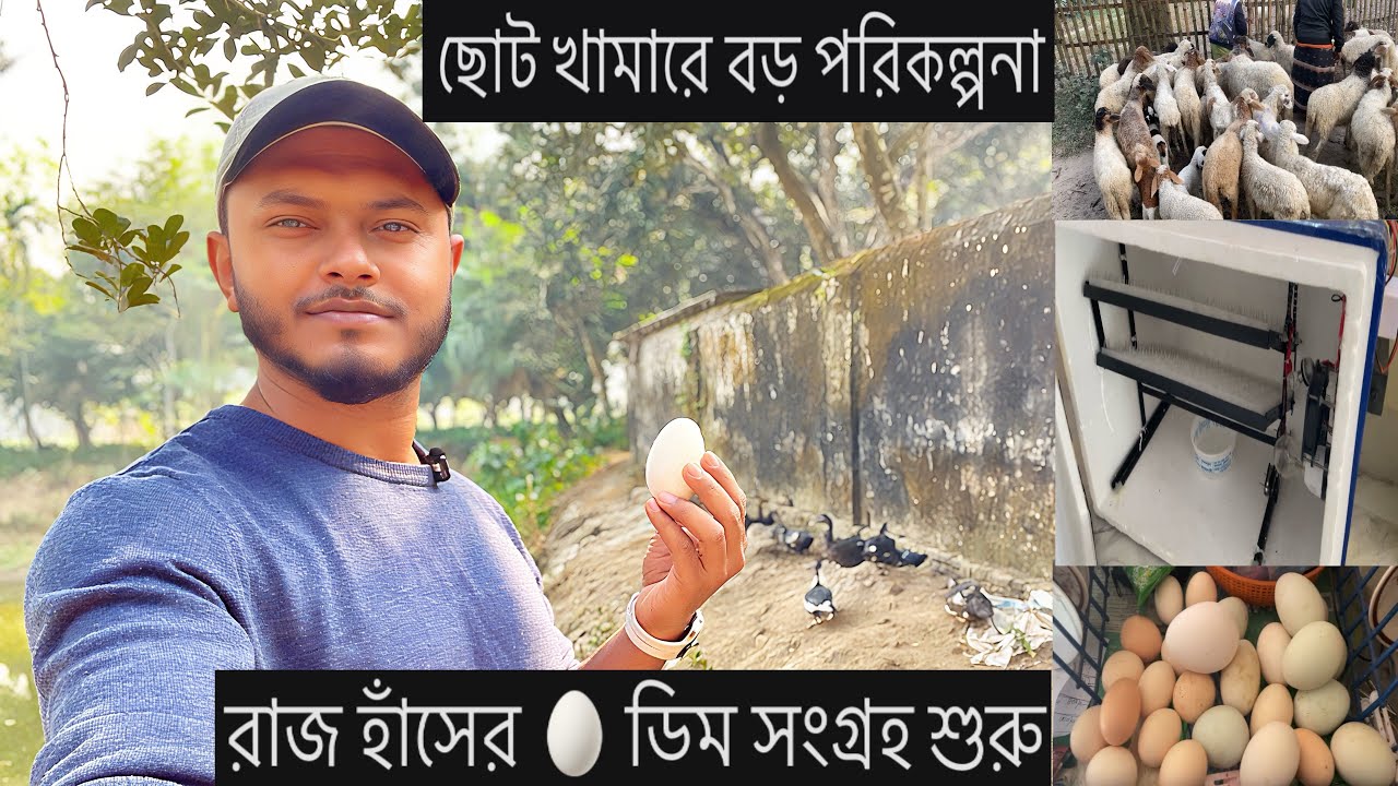 ছোট খামার থেকে বড় স্বপ্ন 🌱 | ছাগল–গরু–হাঁস–মুরগির সাথে এবার ভেড়া পালন শুরু।