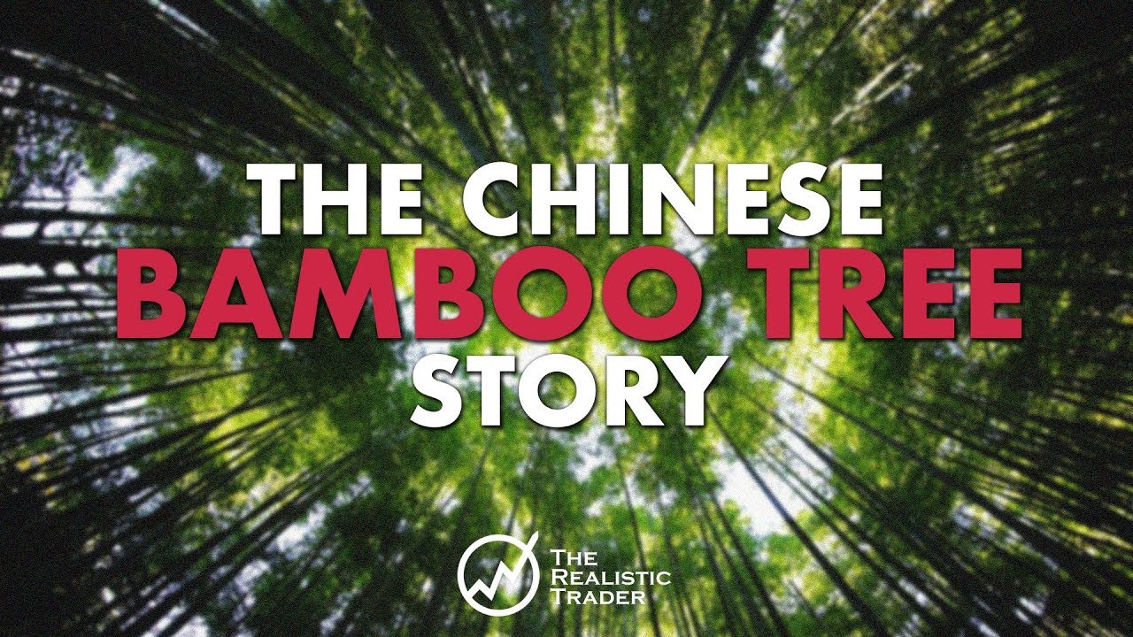 The Chinese Bamboo Tree Story!
