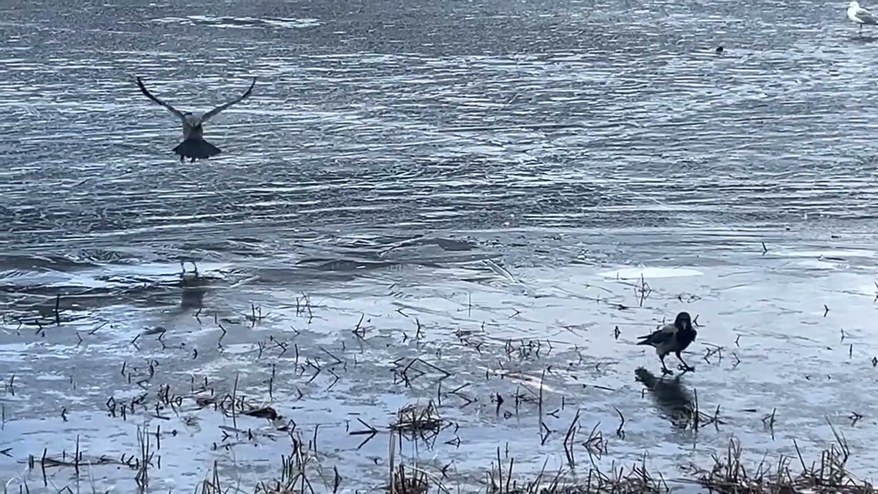 Pigeons and Crows skating on Ice-March 1' / Norway 🇳🇴