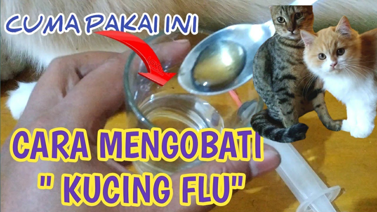 MANFAAT MADU UNTUK KUCING DEMAM DAN FLU