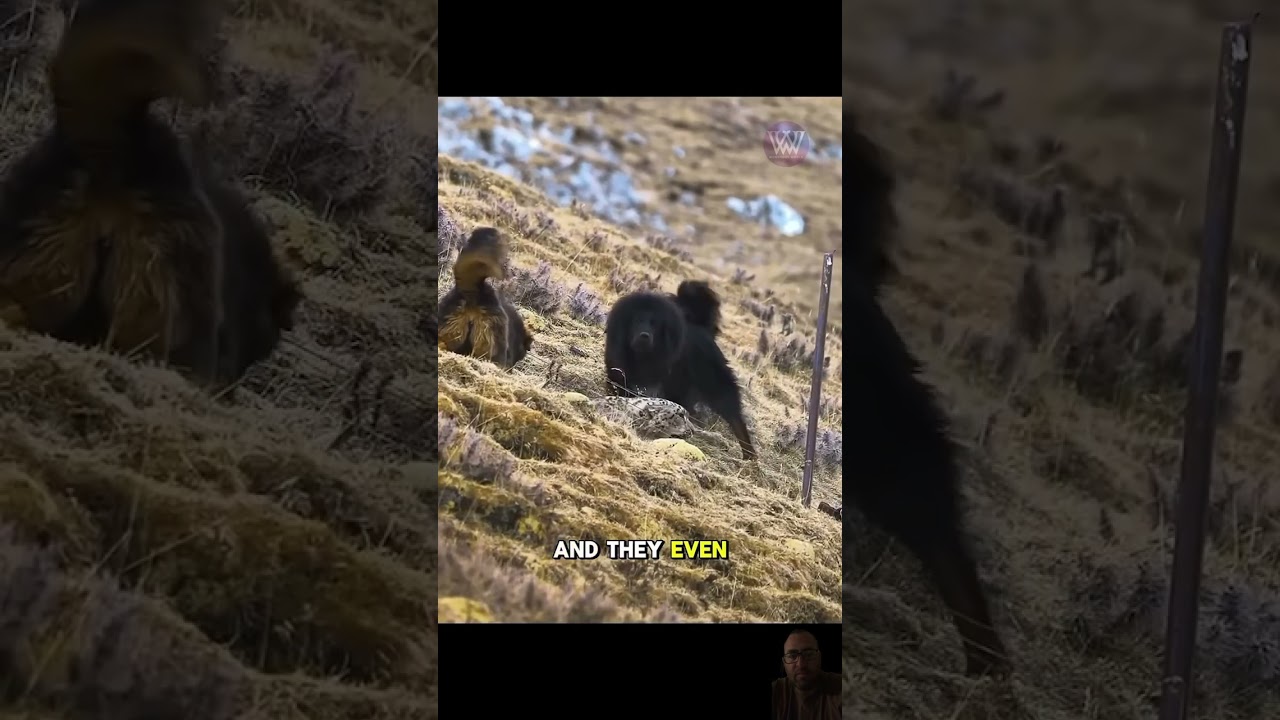 Snow Leopard VS Tibetan Mastiff Dogs 😱 #wildlife