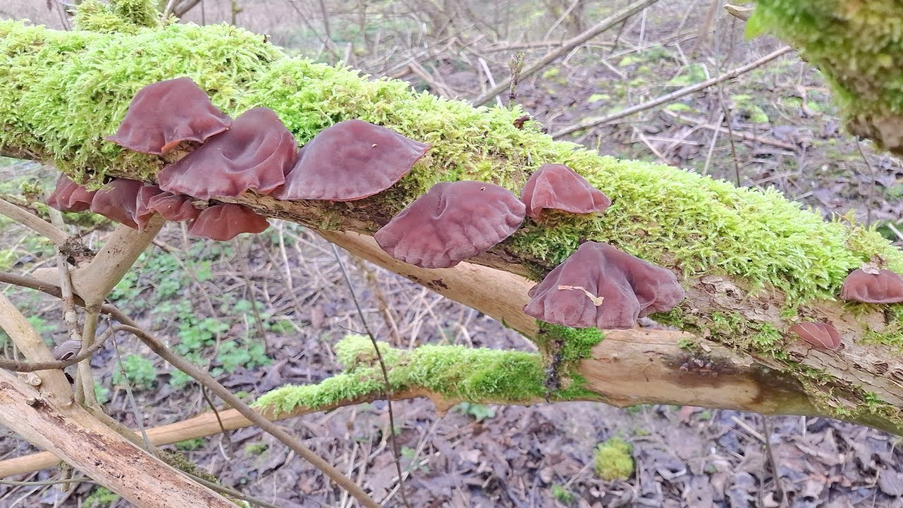 มาหยุมเห็ดหูหนูมีคนยืนคุมนำพะนะ😅😅