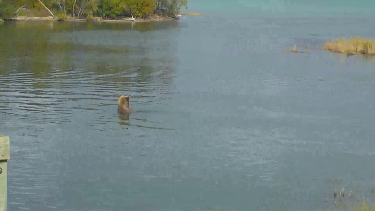 Bear Cam - Lower River Cam 09-17-2018 