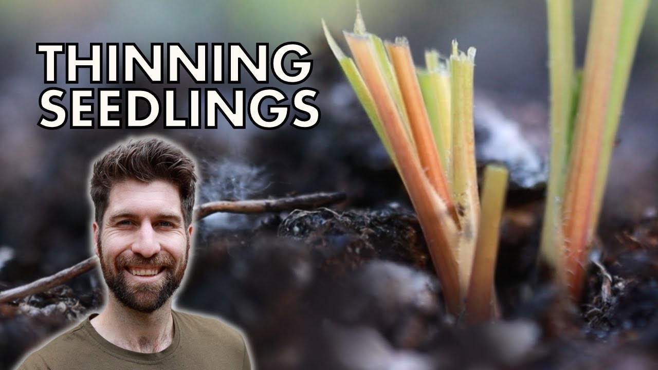 Thinning Out Plants - Why It's SO Important!